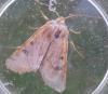 Agrochola lunosa